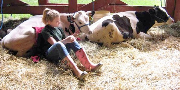 4H-cows-Cornell.jpg