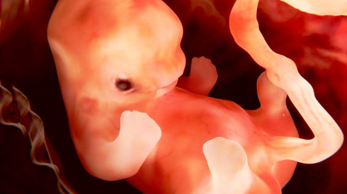 why-is-abortion-wrong.jpg