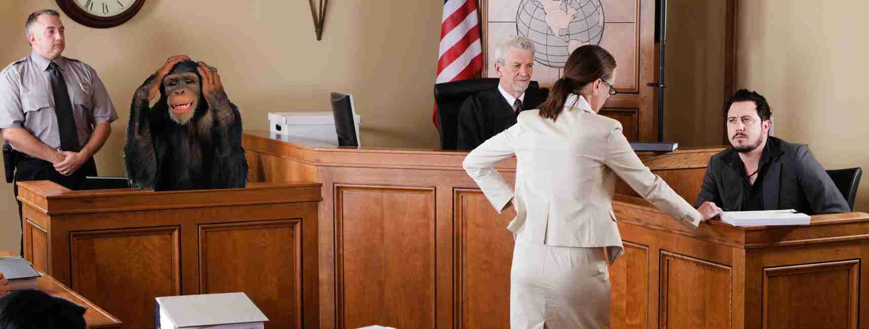 lawyer-animal.jpg