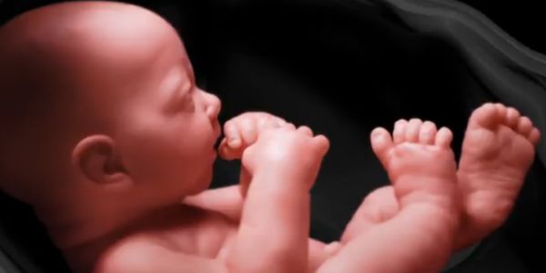 Fetus.jpg