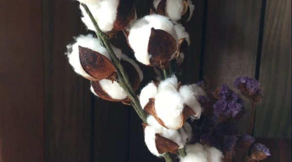 Cotton-TW2-e1505857725898.jpg